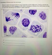 Maybe you would like to learn more about one of these? Procedure 2 Mitosis Under The Microscope Mitosis In Chegg Com