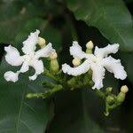 Image result for Tabernaemontana ventricosa