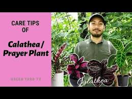 How To Take Care Of Calathea Prayer Plant Youtube Prayer Plant Calathea Calathea Plant