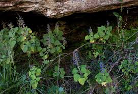 Image result for Coleus thyrsoideus