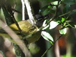 Image result for Tricalysia pallens