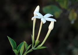 Image result for Gardenia cornuta