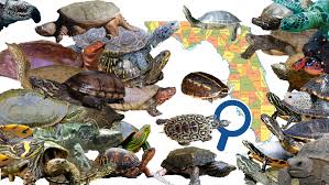 The common snapping turtle has a tapered shape. Conservation Status Of Each Turtle Species In Florida Crazy Plants Crazy Critters