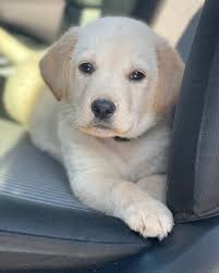 🐾Baldwin and Balto are ready...