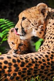 51 iphone cheetah wallpapers images in full hd, 2k and 4k sizes. Iphone Cheetah Wallpapers Group 51