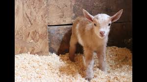 You may wash a goat to show or sell it. Newborn Goat Hector Makes Friends With Barn Kittens Youtube