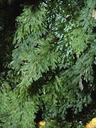 Image result for Hymenophyllum tunbridgense