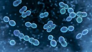 Image result for Streptococcus