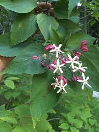 Image result for Clerodendrum buchneri