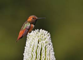 Flowers that attract hummingbirds, bees, and butterflies are certainly on top of my list. Allen S Hummingbird Wikipedia