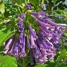 Image result for Iochroma cyaneum
