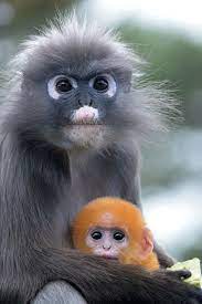 Dusky Leaf Monkey Young Brillangoer Trachypithecus Obscurus Burgers Zoo Arnhem The Netherlands Conservatio Cute Baby Animals Cute Animals Baby Animals