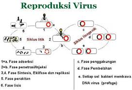 Jelaskan Perbedaan Reproduksi Virus Secara Litik Dan Lisogenik Brainly Co Id