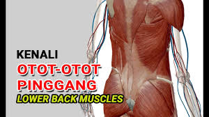 The teres major muscle originates on the outer (lateral) edge of the scapula and attaches to the humerus. Kenali Otot Pinggang Lower Back Muscles 3d Anatomy Youtube