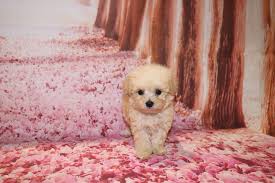 With thousands of bichon poo puppies for sale and hundreds of bichon poo dog breeders, you're sure to find the perfect bichon poo puppy. Bichonpoo Puppies Tlc Puppy Love