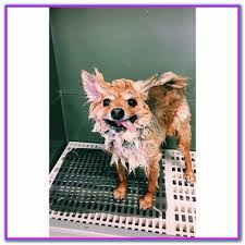 Wags Dog Grooming Raleigh Nc Wags Happy Dogs A Grooming A Baths A Playcare Raleigh Wake Forest Nc A Dog Grooming Dog Training Obedience Dog Bath Pet grooming in raleigh, nc. wags dog grooming raleigh nc wags