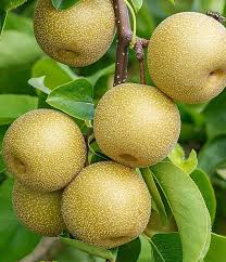 Image result for Pyrus