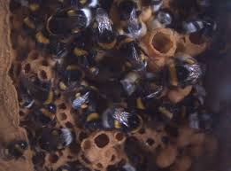 Female carpenter bees nest in tunnels. Datei Bumblebee Nest With Bumblebee Queen Ogv Wikipedia