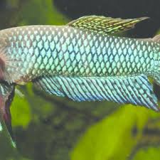 Pdf Betta Hendra A New Species Of Fighting Fish Teleostei Osphronemidae From Kalimantan Tengah Borneo Indonesia