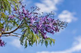 It's a very popular tree with bees and other pollinating insects. 22 Purple Flowers For Gardens Perennials Annuals With Purple Blossoms