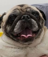 What does it mean to be aaha accredited? Reviews Edwardsville Pet Hospital