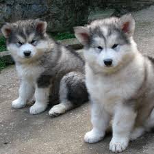 If you are unable to find your alaskan malamute puppy in our puppy for sale or dog for sale sections, please consider looking thru thousands of alaskan malamute dogs for adoption. Love Alaskan Malamute Dog Home Facebook