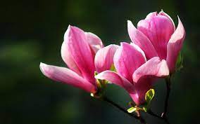 Fresh And Elegant Magnolia Wallpaper 13 Wallpapers Magnolia Flower Flower Meanings Amaryllis Flowers