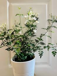 Image result for Jasminum officinale