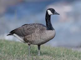 Black bill, neck and face with white chinstrap. Canada Goose Branta Canadensis Birds Of The World