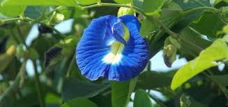 Pentru ca aceste infectii sunt, in general, virale, nu este nevoie de tratament antibiotic. Toxiinfectia Alimentara Simptome Si Tratament