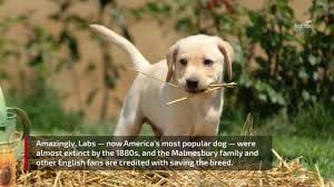 English lab puppies near me. Labrador Retriever Dog Breed Information Pictures Characteristics Facts Dogtime