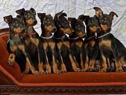 Because its damp climate made it suitable for cotton manufacture. The Manchester Terrier This Summer Ave Animal Hospital Facebook