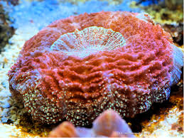 Image result for Microcoelia corallina