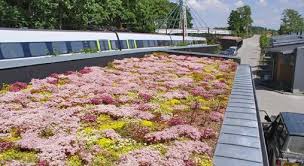 Dachbegrunung Mit Sedum Dachbegrunung Dach Pflanzen