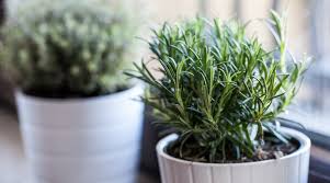 Image result for rosemary container
