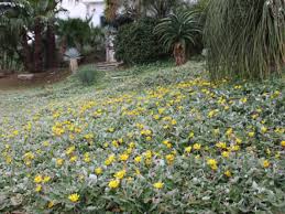 Image result for Arctotheca