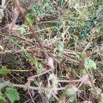 Image result for Monsonia senegalensis