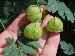 Image result for Cardiospermum halicacabum