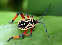 Pin On Arachnids And Insects