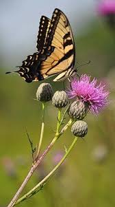 Butterfly On Thistle Flower Thistle Flower Thistle Wild Flowers