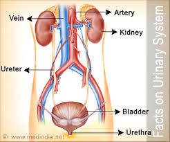 When the volume of the urinary bladder reaches anywhere from 150 to 400 milliliters, its walls begin to stretch and stretch receptors in its walls send signals to the brain and spinal cord. Interesting Facts About Urinary System