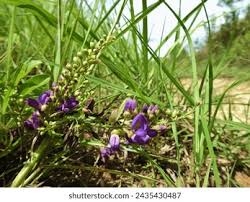 Image result for Millettia drastica