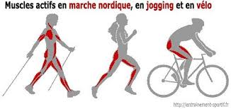 Site De L A R P H P Pourquoi Faire De La Marche Nordique Nordic Walking Biking Workout Nordic