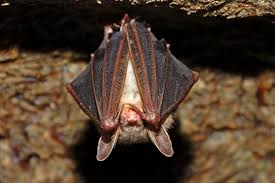 Temperature also plays a significant role in bat attraction. Clear Signs Your House Has A Bat Infestation Reader S Digest