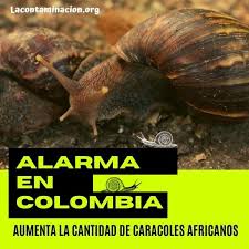 Las autoridades ambientales del distrito aseguraron que, en los últimos 3 meses, han recibido 30 quejas, sobre la presencia del peligroso animal en zonas residenciales, especialmente, en el norte de la ciudad. Aumenta La Plaga De Caracol Africano En Colombia Lacontaminacion Org