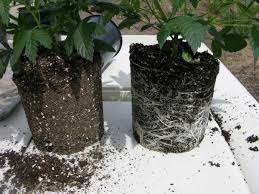 We did not find results for: Can Two Marijuana Plants Grow In The Same Pot Quora