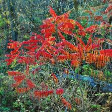 Codes promo, ventes flash, livraison offerte, trouvez le produit de vos rêves à prix réduit ! Arbre Rouge Liste Ooreka