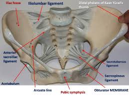This will be explored further on. Figure 9 Pelvis Ligaments Superior View Pathology Pelvis Anatomy And Physiology