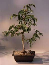 Tamarind Bonsai Tree Tamarindus Indica