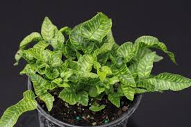 Image result for Coniogramme